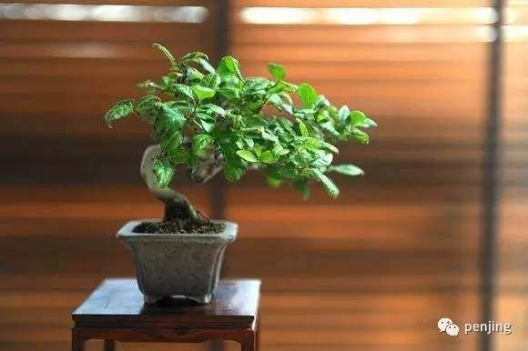 小品盆景中的取势之道