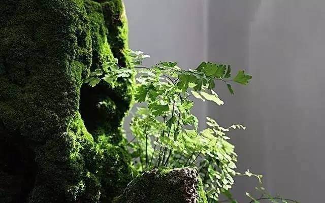 山水盆景中最难的是点苔，两招教你如何快速上苔！