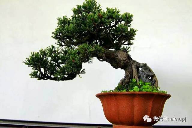 想要盆景做的好,立意很重要