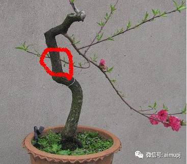 盆景素材打孔补枝的技巧