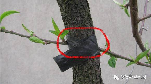 盆景素材怎么打孔补枝的4个技巧