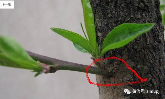 盆景素材打孔补枝的技巧