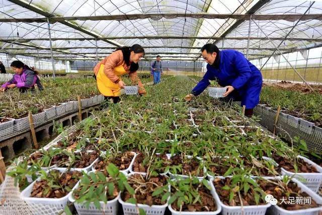 药材变盆景卖 大足老板月赚10000元