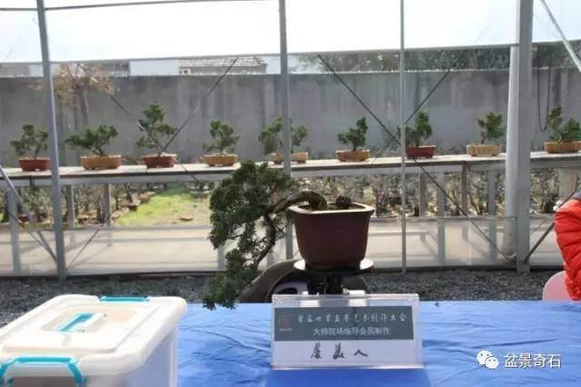 老师现场辅导会员盆景制作&mdash;&mdash;会员虞美人