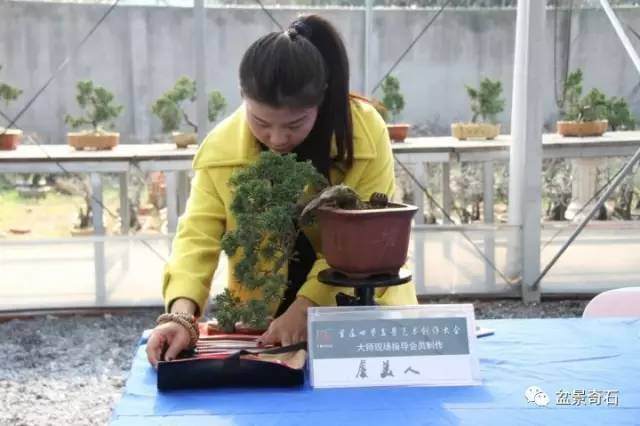 老师现场辅导会员盆景制作-会员虞美人