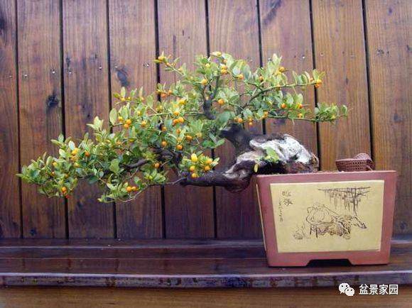 金桔盆景管理的主要环节,果实累累的金桔都是这样养出来的