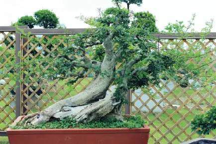 听说“荆楚谣”杯盆景展要来了?