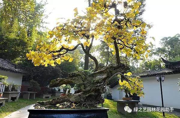 给生活添一份景致&mdash;&mdash;银杏盆景的栽培与养护