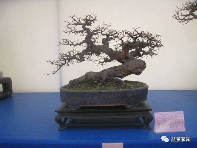 淘米水再别乱倒掉，原来它有这么多妙用，教你用它种养盆景花卉！