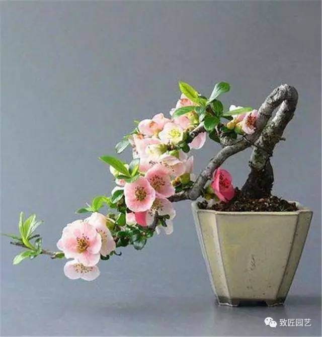 盆景为什么要翻换盆土?盆景怎样翻换盆土?