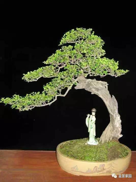 盆景枝条拿弯的方法，粗枝细枝一样轻松拿弯，效果杠杠滴