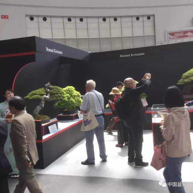 日本盆景界瞄准中国的盆景市场