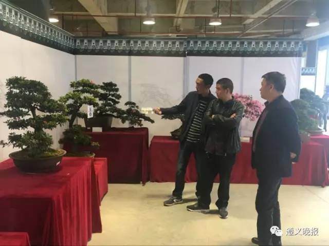 昨日，首届市花杜鹃盆景奇石展开幕，约吗？