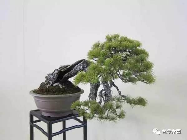 黑松做盆景,这样挖桩才能好成活?