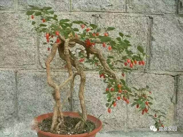 枸杞盆景管理要得法,老师傅告诉你更好的管理办法