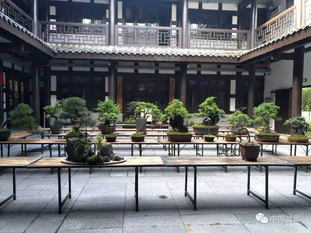 重庆市秀山武陵风第二届盆景拍卖会掠影