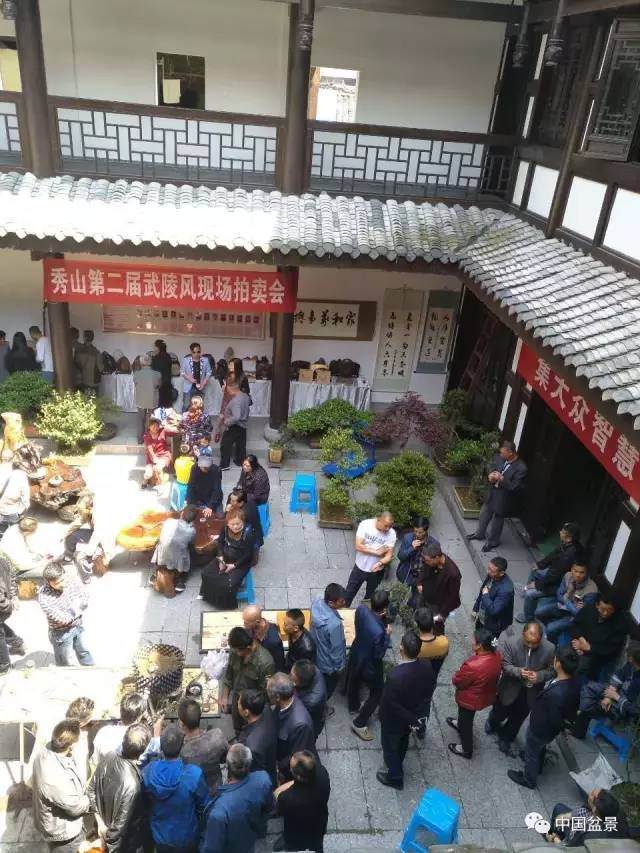 重庆市秀山武陵风第二届盆景拍卖会掠影