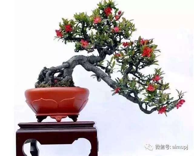 贴梗海棠盆景需要这样养,保证可以花朵型美