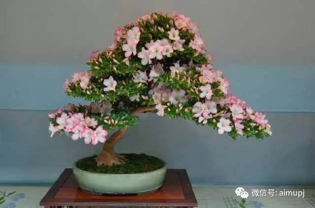 都说杜鹃盆景不好栽，那是你想太多，那是你方法没用对
