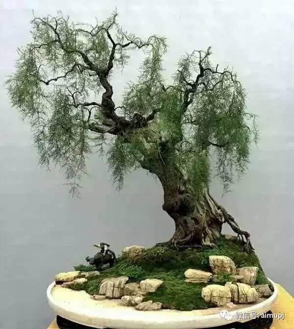 六月夏日,盆景的浇水施肥的管理方法