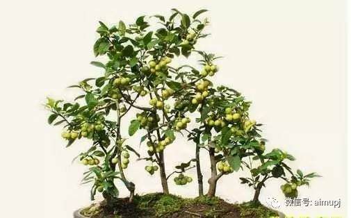 枣树盆景多坐果6个技巧，方法简单易行且效果显著