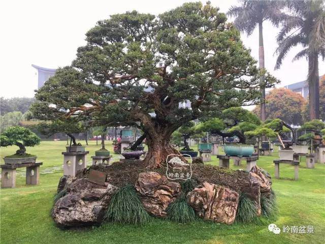 盆景放养中的控制