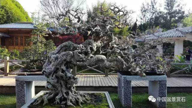 云南昆明“世博杯”盆景精品展“五一”在昆明世博园精彩亮相