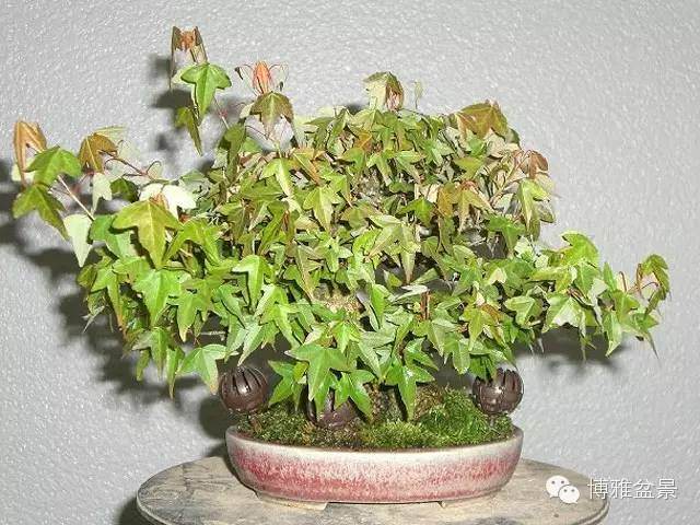 2017 襄阳市第一届盆景技艺交流会