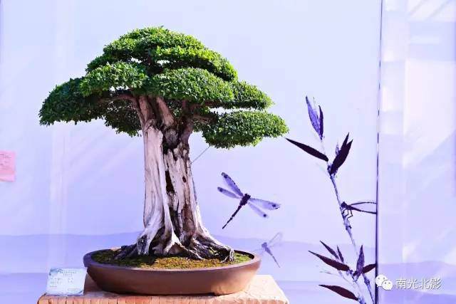 第八届南阳月季花会盆景掠影——南光北影摄影