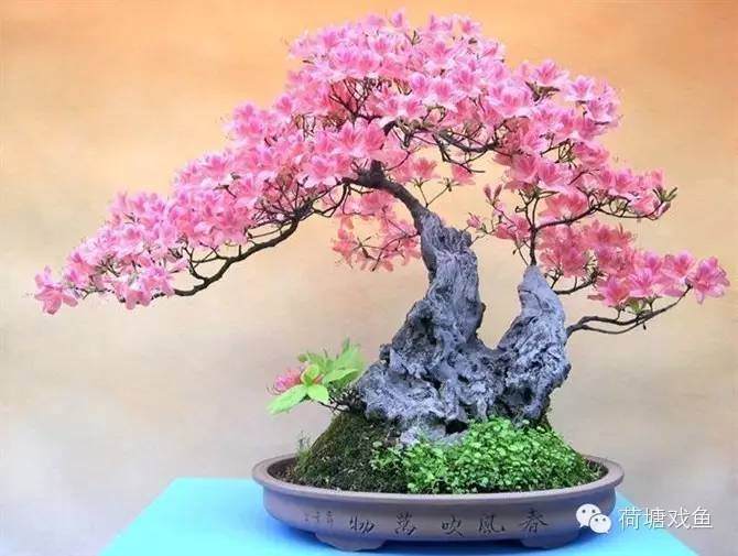 在盆景制作过程中 要使作品达到诗情画意的境界