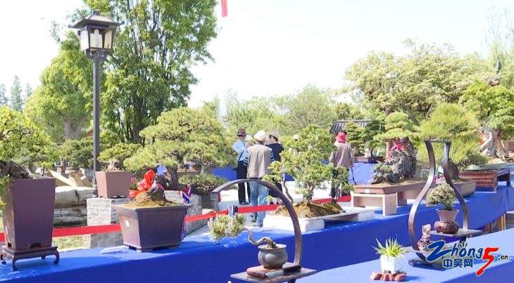 江苏(常州)首届会员精品盆景展