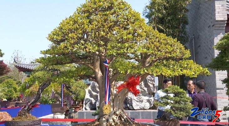 江苏(常州)首届会员精品盆景展