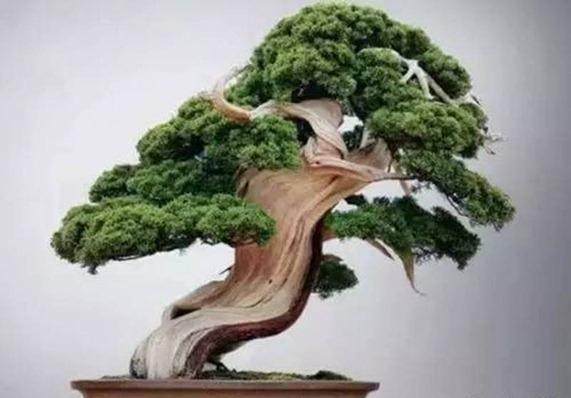 湖北省第五届盆景展在武汉客厅拉开帷幕