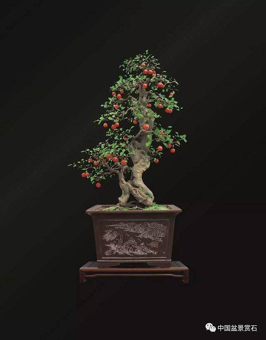 金弹子盆景的商业价值潜力不可估量