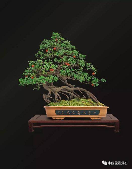金弹子盆景的商业价值潜力不可估量