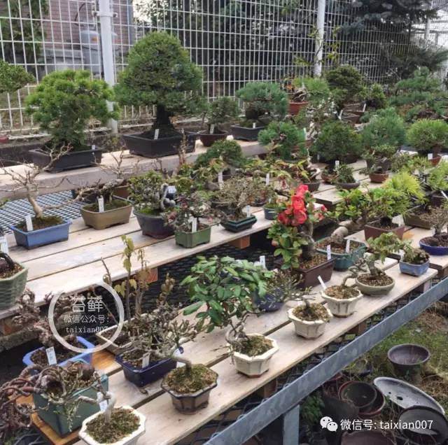 盆景入门你想过这些问题吗?【多图】