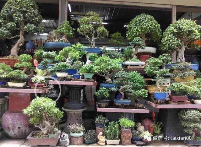 盆景入门你想过这些问题吗?【多图】