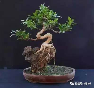 树木附石盆景的制作【多图】