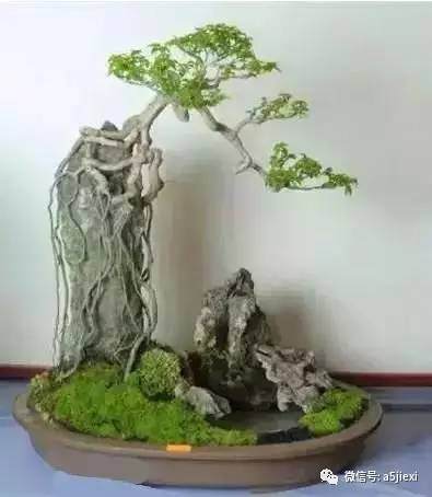 树木附石盆景怎么制作 图片