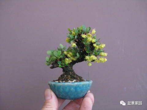 小盆景的优点在哪？又有什么养的前景？【详解】