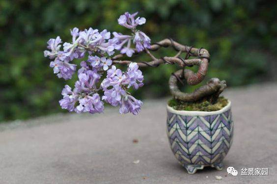 小盆景的优点在哪？又有什么养的前景？【详解】