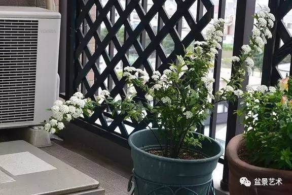 珍珠梅的科学养护【多图】