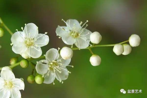 珍珠梅怎么科学养护 图片