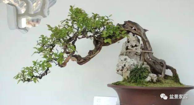 雀梅盆景桩材正确的采挖要点【多图】