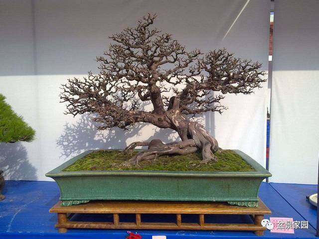 雀梅盆景采挖后怎么发芽修剪 图片