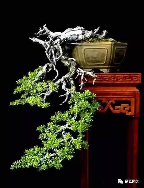 悬崖式盆景怎么制作方法 图片