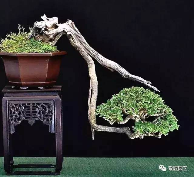 悬崖式盆景怎么制作方法 图片