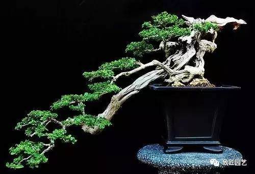 悬崖式盆景怎么制作方法 图片