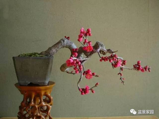 夏季花木盆景怎么扦插的4个步骤 图片