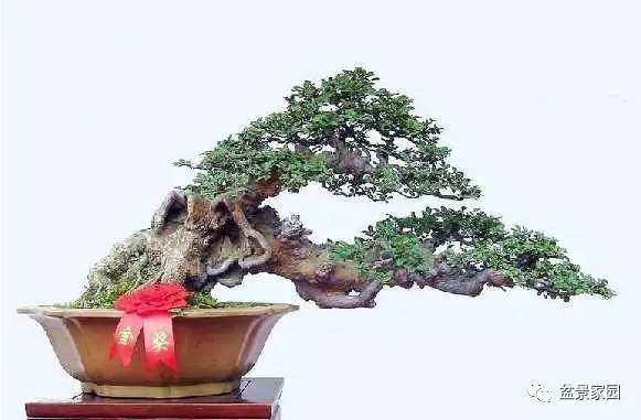 夏季花木盆景怎么扦插的4个步骤 图片